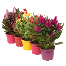 Celosia